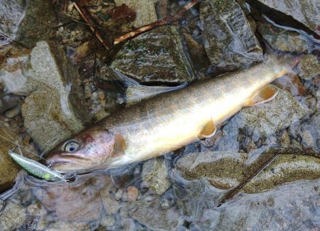 ＧＷに渓流釣り ～長良川水系～